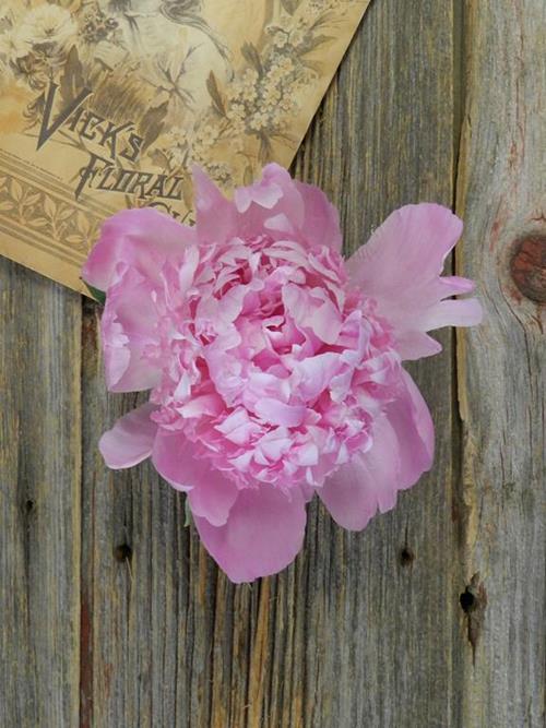 JULES ELIE  PINK PEONIES